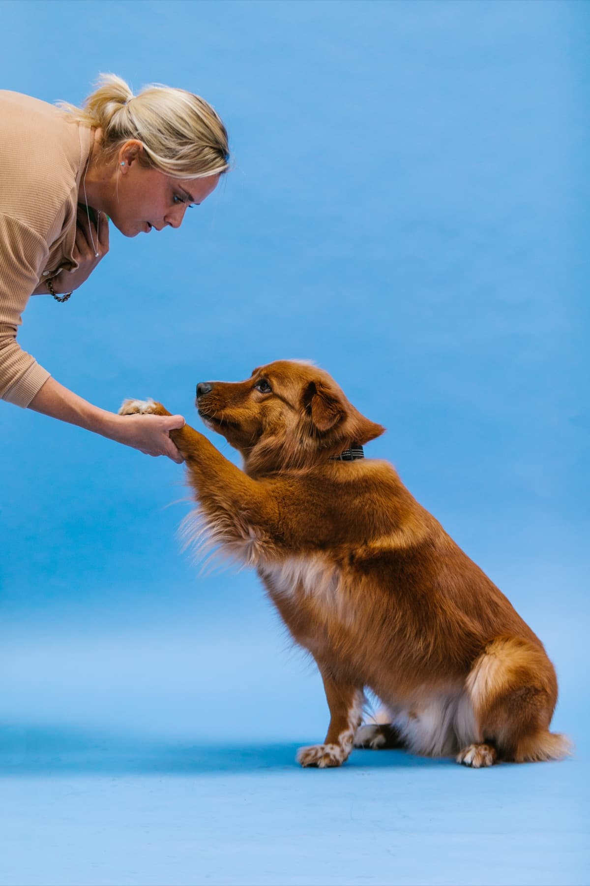 Professional handler with show dog