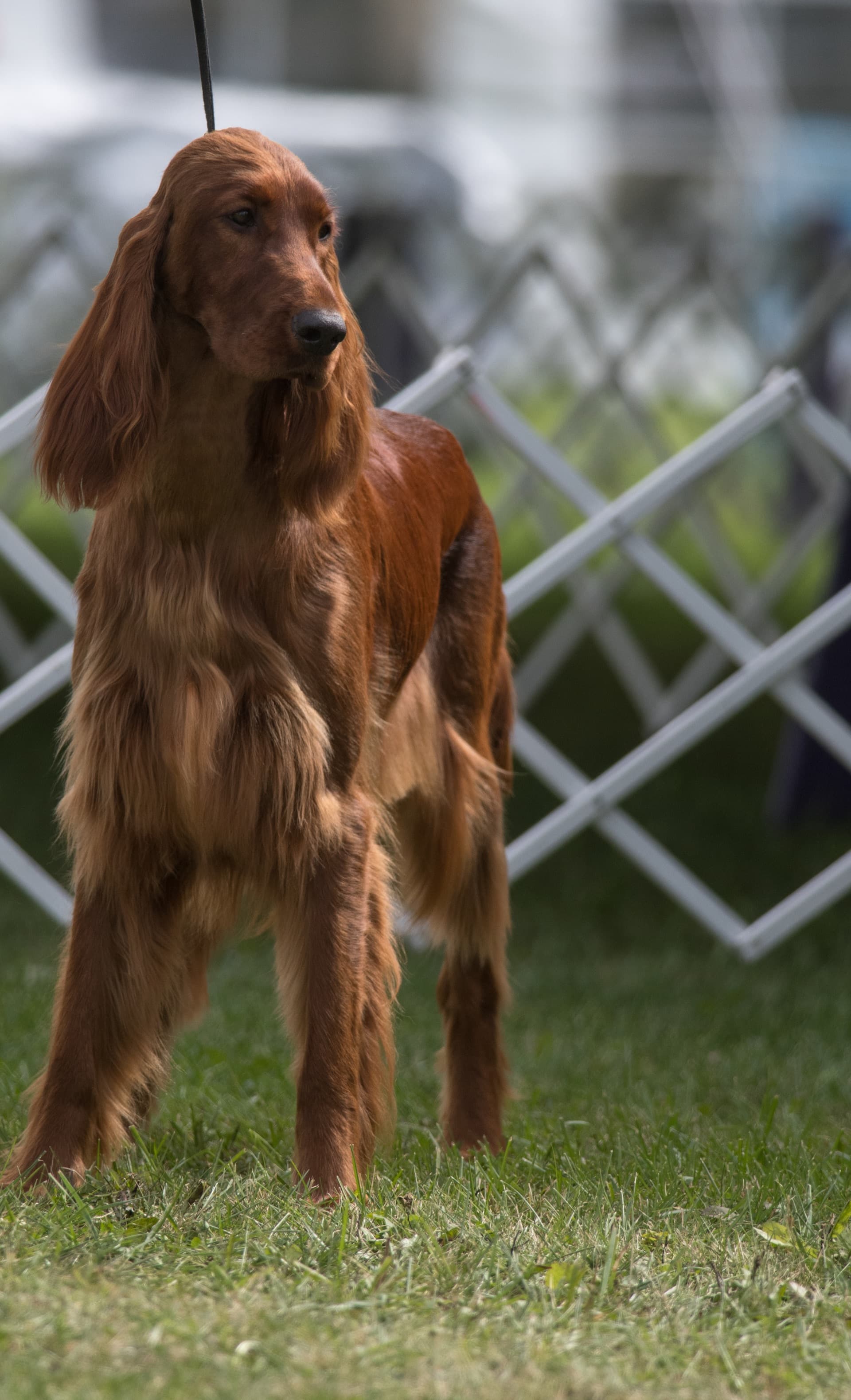 Irish Setter stacked on grass