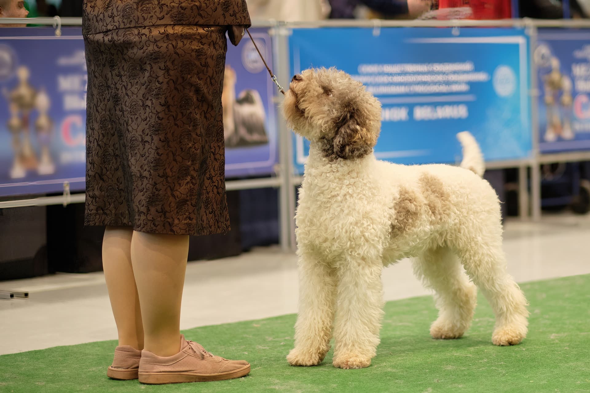 Lagotto Romagnolo at dog show