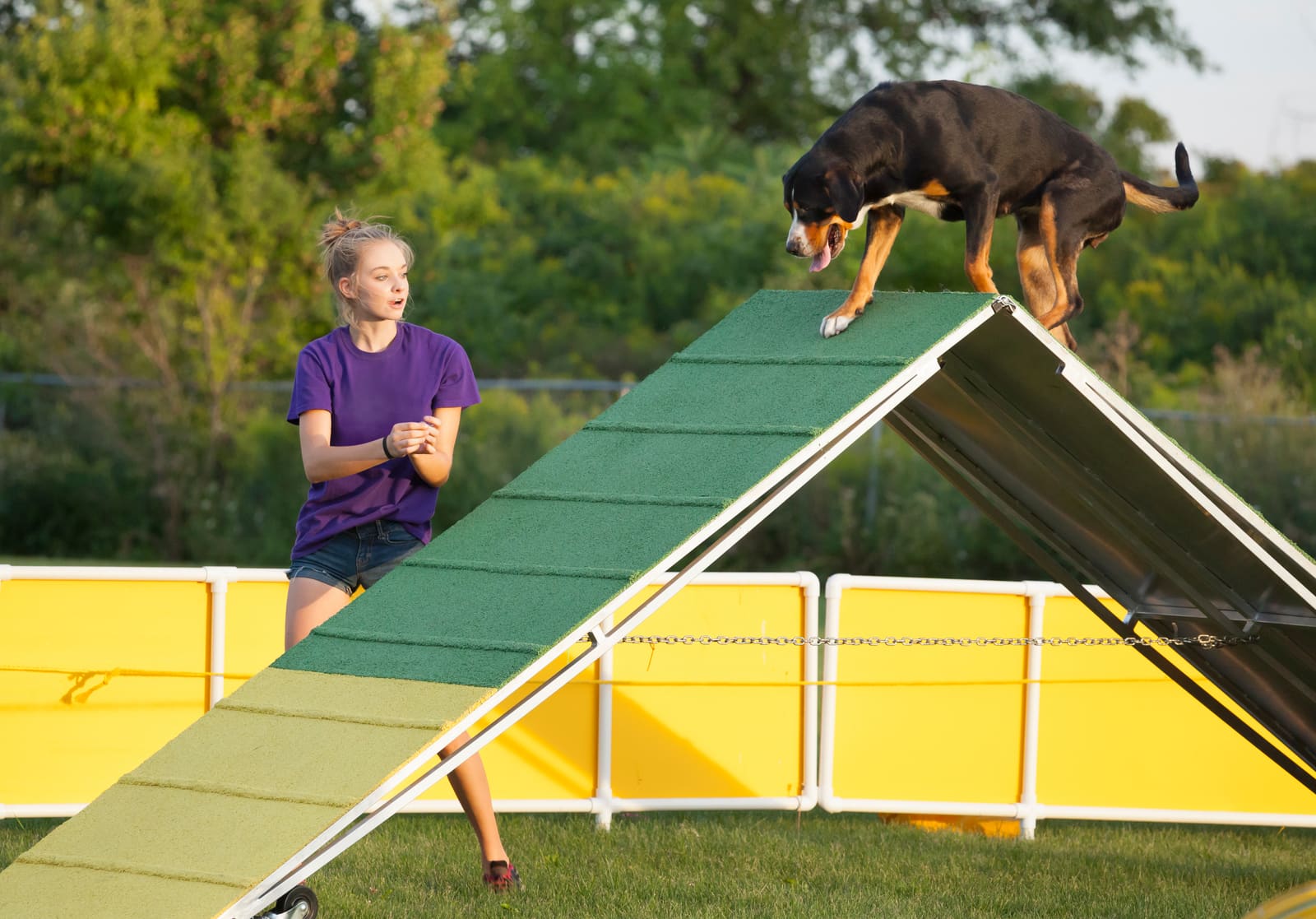 handler in the ring